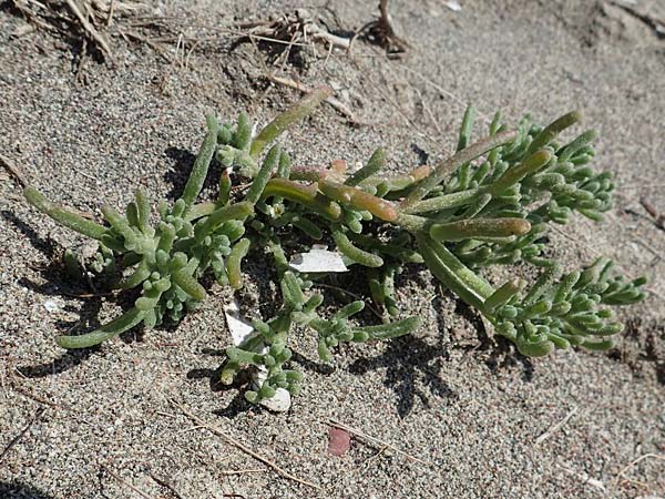 Mesembryanthemum nodiflorum \ Knotenbltige Mittagsblume, Rhodos Apolakkia 25.3.2023