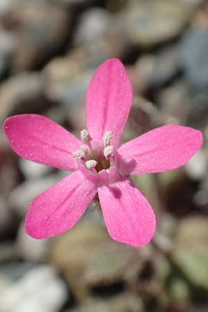 Silene salamandra \ Rhodisches Leimkraut, Rhodos Laerma 24.3.2019