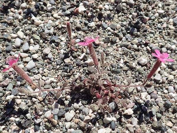 Silene salamandra \ Rhodisches Leimkraut / Rhodian Catchfly, Rhodos Laerma 24.3.2019