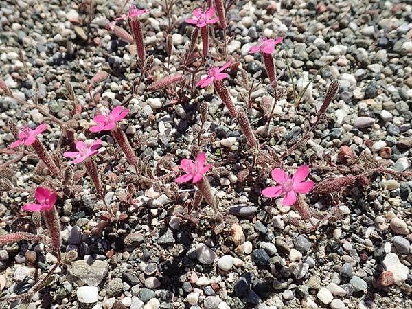 Silene salamandra \ Rhodisches Leimkraut, Rhodos Laerma 24.3.2019