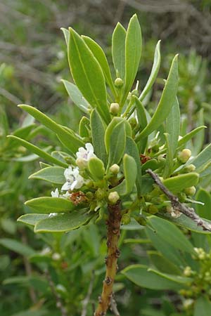 Myoporum laetum \ Drsenstrauch, Ngaio-Baum, Rhodos Kattavia 1.4.2019