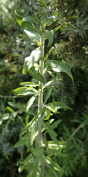 Unknown_bush spec1 ? \ Unbekannter Strauch, Rhodos Apolakkia 3.4.2019