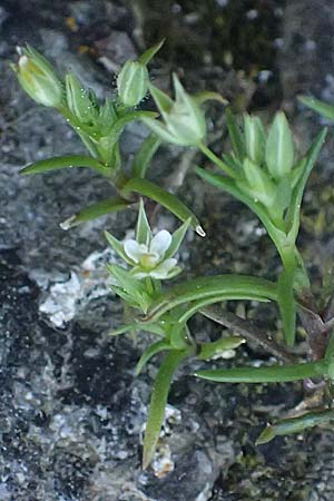 Sabulina tenuifolia subsp. hybrida \ Zarte Miere, Feinblättrige Miere / Fine-Leaved Sandwort, Slender-Leaf Sandwort, Rhodos Moni Kamiri 19.3.2023