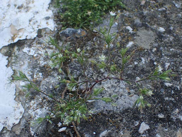 Sabulina tenuifolia subsp. hybrida \ Zarte Miere, Feinblttrige Miere / Fine-Leaved Sandwort, Slender-Leaf Sandwort, Rhodos Moni Kamiri 19.3.2023