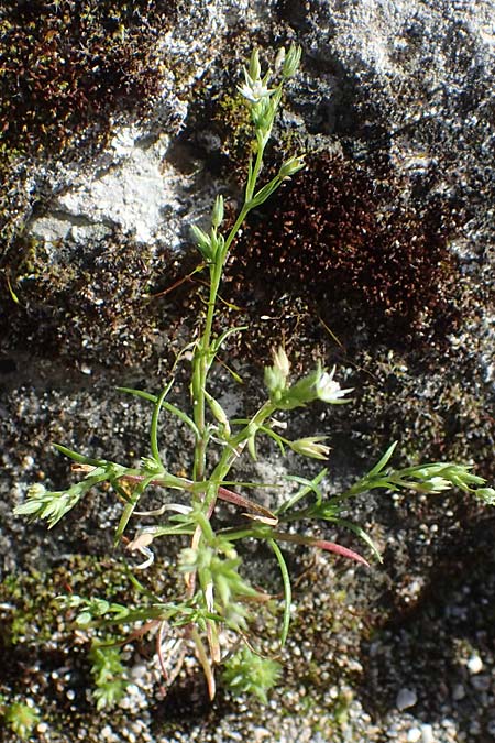 Sabulina tenuifolia subsp. hybrida \ Zarte Miere, Feinblttrige Miere / Fine-Leaved Sandwort, Slender-Leaf Sandwort, Rhodos Moni Kamiri 19.3.2023