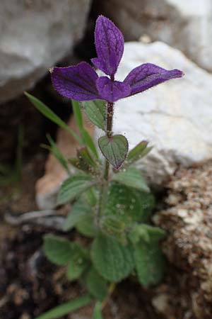 Salvia viridis / Annual Clary, Rhodos Tsambika 30.3.2019