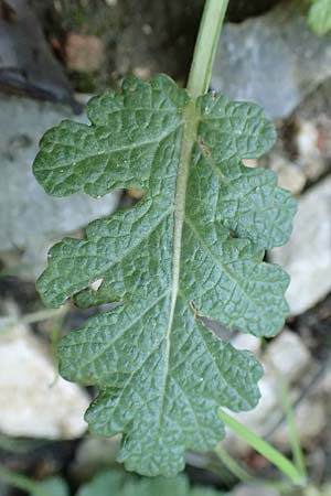 Salvia verbenaca \ Eisenkraut-Salbei / Wild Clary, Rhodos Tsambika 30.3.2019