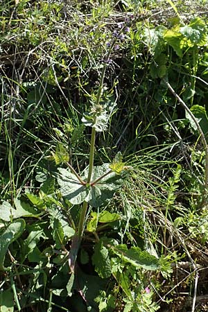 Salvia verbenaca \ Eisenkraut-Salbei / Wild Clary, Rhodos Embona 31.3.2019