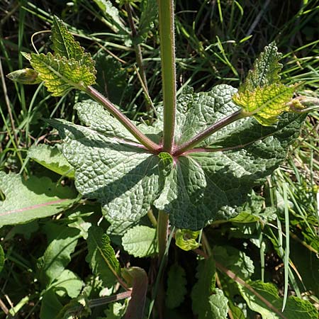 Salvia verbenaca \ Eisenkraut-Salbei, Rhodos Embona 31.3.2019