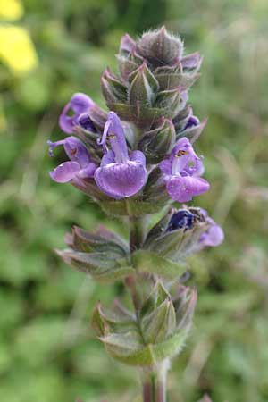 Salvia verbenaca \ Eisenkraut-Salbei / Wild Clary, Rhodos Kattavia 1.4.2019