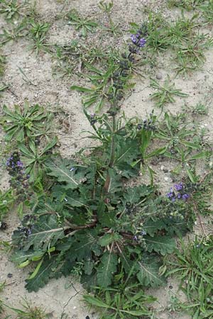 Salvia verbenaca \ Eisenkraut-Salbei, Rhodos Profilia 5.4.2019