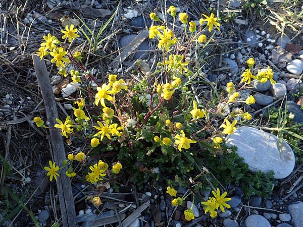 Senecio vernalis \ Frhlings-Greiskraut / Eastern Groundsel, Rhodos Haraki 15.3.2023