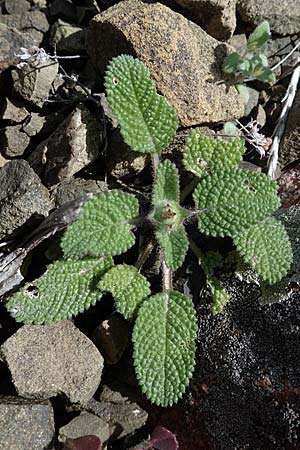Salvia viridis \ Buntschopf-Salbei / Annual Clary, Rhodos Moni Artamiti 16.3.2023