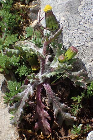 Senecio vulgaris \ Gewhnliches Greiskraut, Gemeines Greiskraut, Rhodos Attaviros 23.3.2023