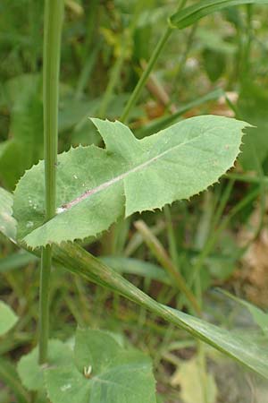 Sonchus oleraceus \ Kohl-Gnsedistel / Smooth Sow-Thistle, Rhodos City 28.3.2019