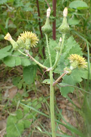 Sonchus oleraceus / Smooth Sow-Thistle, Rhodos City 28.3.2019