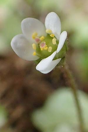Saxifraga hederacea \ Efeublttriger Steinbrech / Ivy-Leaved Saxifrage, Rhodos Attaviros 23.3.2023