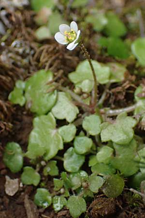 Saxifraga hederacea \ Efeublttriger Steinbrech / Ivy-Leaved Saxifrage, Rhodos Attaviros 23.3.2023
