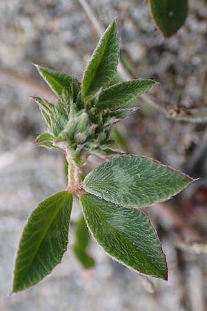 Trifolium spumosum \ Schaum-Klee / Bladder Clover, Rhodos Apolakkia 3.4.2019