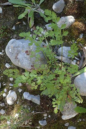 Tordylium apulum \ Apulische Zirmet / Mediterranean Hartwort, Rhodos Skoutouljaris - Schlucht / Gorge 19.3.2023