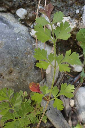 Tordylium apulum \ Apulische Zirmet, Rhodos Skoutouljaris - Schlucht 19.3.2023