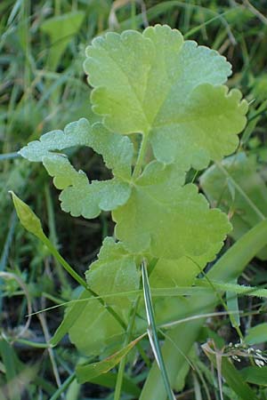 Tordylium apulum \ Apulische Zirmet / Mediterranean Hartwort, Rhodos Lindos 20.3.2023