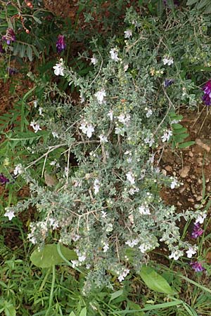 Teucrium brevifolium \ Kurzblttriger Gamander, Rhodos Kattavia 1.4.2019