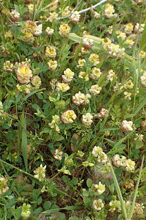 Trifolium campestre \ Gelber Acker-Klee, Feld-Klee / Hop Trefoil, Rhodos Prasonisi 1.4.2019