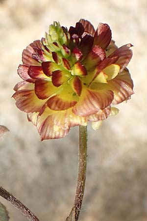 Trifolium campestre \ Gelber Acker-Klee, Feld-Klee / Hop Trefoil, Rhodos Lahania 3.4.2019