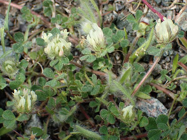 Trifolium cherleri \ Cherlers Klee / Cherler's Clover, Hairy Clover, Rhodos Archangelos 24.3.2023
