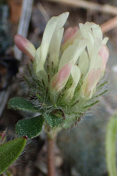 Trifolium cherleri \ Cherlers Klee, Rhodos Archangelos 24.3.2023