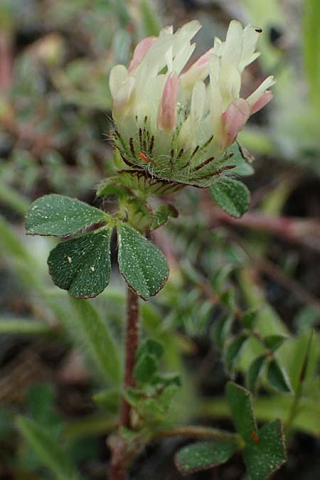 Trifolium cherleri \ Cherlers Klee / Cherler's Clover, Hairy Clover, Rhodos Archangelos 24.3.2023