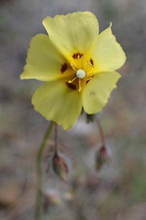 Tuberaria guttata \ Geflecktes Sandrschen / Spotted Rock-Rose, Rhodos Moni Artamiti 16.3.2023