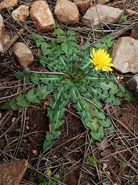 Taraxacum hellenicum / Greek Dandelion, Rhodos Akramitis 21.3.2023