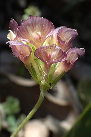 Trifolium grandiflorum \ Grobltiger Klee / Large-Flower Hop Clover, Purple Clover, Rhodos Moni Artamiti 27.3.2023