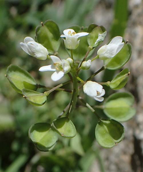 Microthlaspi natolicum subsp. gaillardotii \ Gaillardots Kleintschelkraut, Rhodos Skoutouljaris - Schlucht 19.3.2023