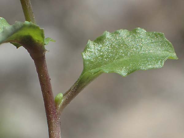 Microthlaspi natolicum subsp. gaillardotii \ Gaillardots Kleintschelkraut / Gaillardot's Penny-Cress, Rhodos Skoutouljaris - Schlucht / Gorge 19.3.2023