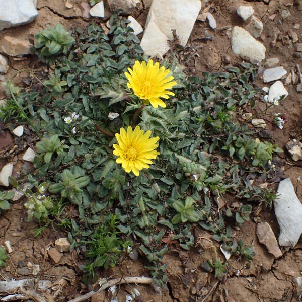 Taraxacum hellenicum / Greek Dandelion, Rhodos Attaviros 23.3.2023