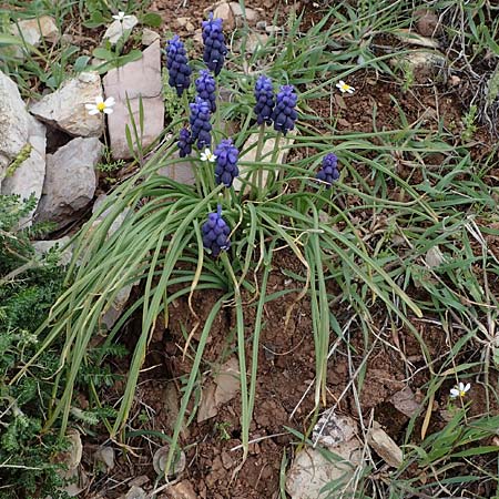 Muscari neglectum \ bersehene Traubenhyazinthe, Weinbergs-Trubel / Grape Hyacinth, Rhodos Embona 24.3.2023