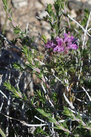 Thymbra capitata \ Kopfiger Thymian, Rhodos Archangelos 26.3.2023