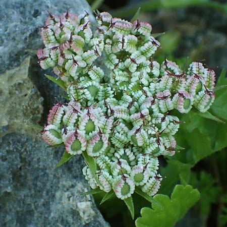 Tordylium apulum \ Apulische Zirmet / Mediterranean Hartwort, Rhodos Lindos 20.3.2023