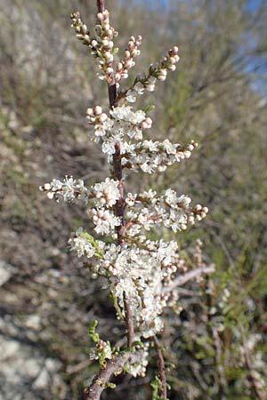 Tamarix parviflora / Smallflower Tamarisk, Rhodos Afandou 24.3.2019