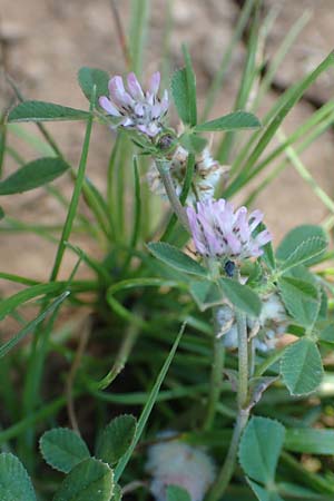 Trifolium resupinatum \ Persischer Wende-Klee / Reversed Clover, Rhodos Kattavia 26.3.2019