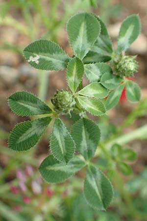 Trifolium spumosum \ Schaum-Klee / Bladder Clover, Rhodos Kattavia 1.4.2019