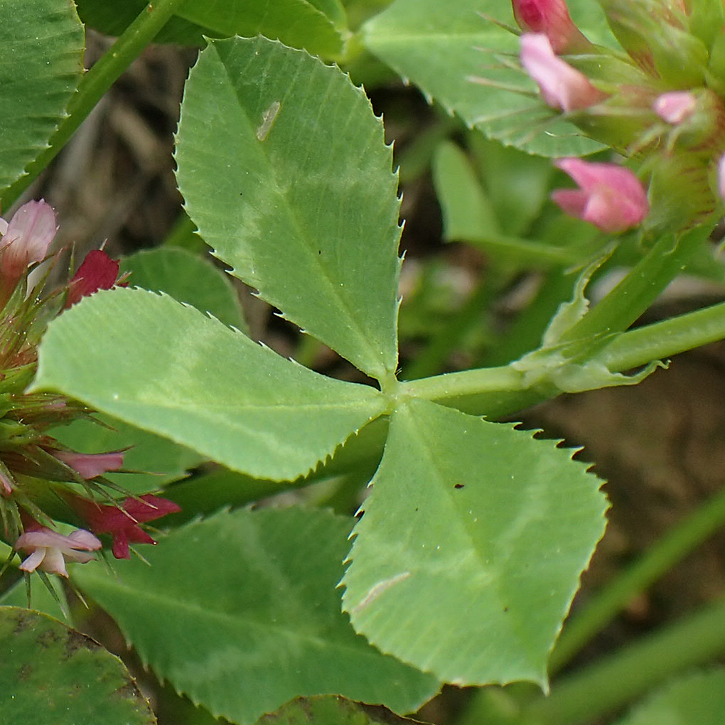 Trifolium spumosum \ Schaum-Klee / Bladder Clover, Rhodos Kattavia 1.4.2019
