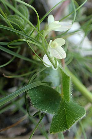 Trifolium uniflorum / One-Flowered Clover, Rhodos Profitis Ilias 2.4.2019