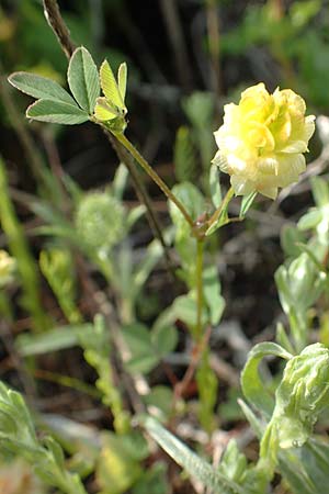 Trifolium campestre \ Gelber Acker-Klee, Feld-Klee / Hop Trefoil, Rhodos Lahania 3.4.2019
