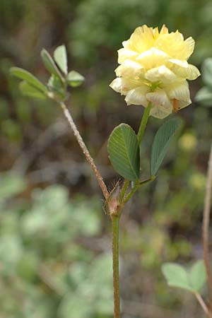 Trifolium campestre \ Gelber Acker-Klee, Feld-Klee / Hop Trefoil, Rhodos Lahania 3.4.2019