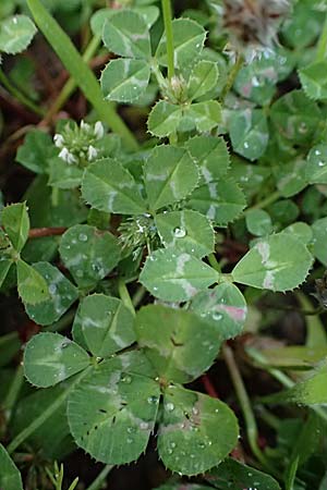 Trifolium repens \ Wei-Klee, Weiklee / White Clover, Rhodos Stegna 17.3.2023