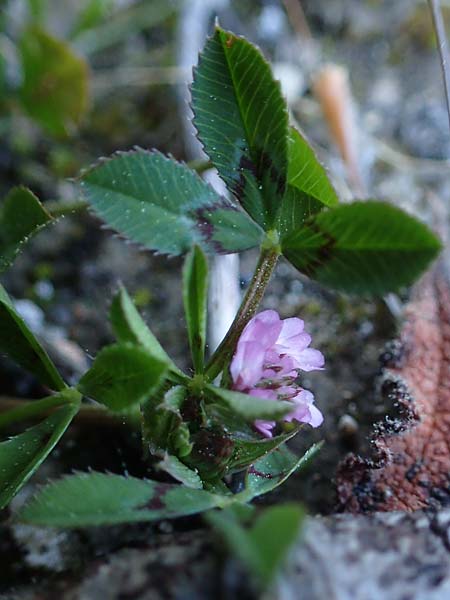 Trifolium resupinatum \ Persischer Wende-Klee, Rhodos Moni Kamiri 19.3.2023